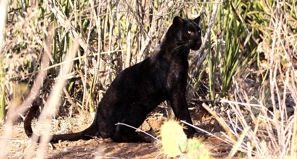 Laikipia, schwarzer Leopard Giza