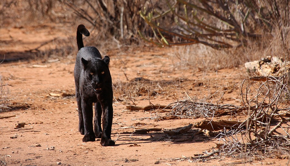 Laikipia, schwarzer Leopard Giza