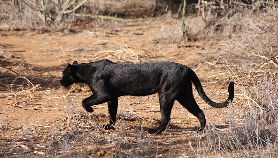 Laikipia, schwarzer Leopard Giza