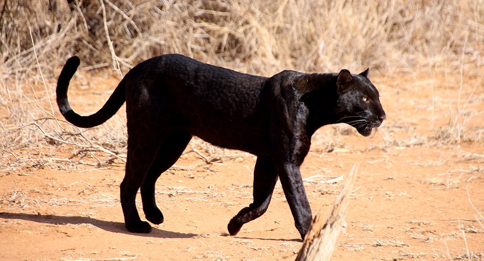 Laikipia, schwarzer Leopard Giza