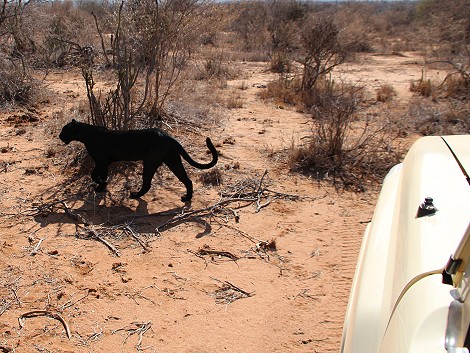Laikipia, schwarzer Leopard Giza