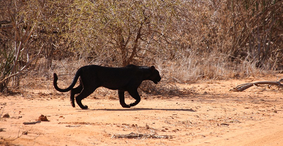Laikipia, schwarzer Leopard Giza