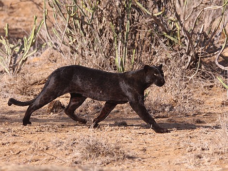 Laikipia, schwarzer Leopard Giza