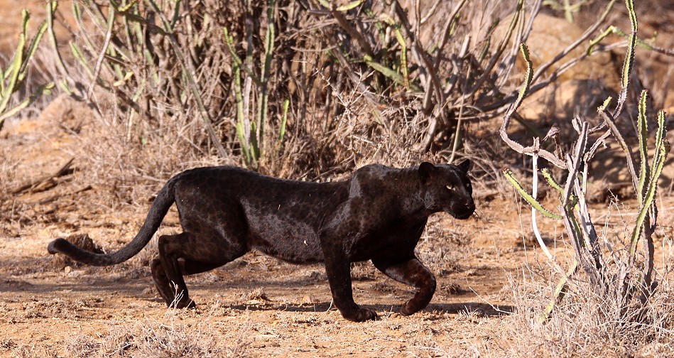 Laikipia, schwarzer Leopard Giza