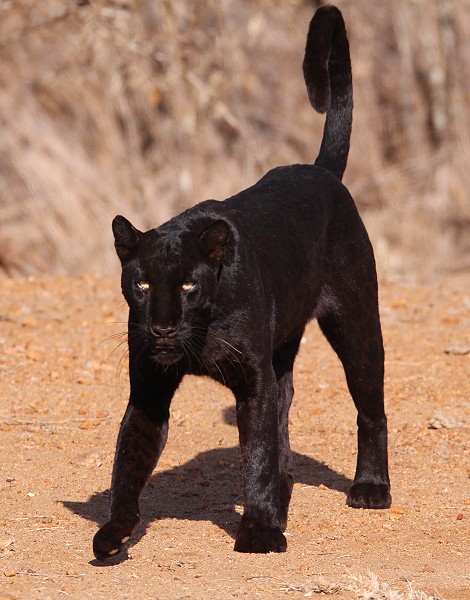 Giza, Black Leopard
