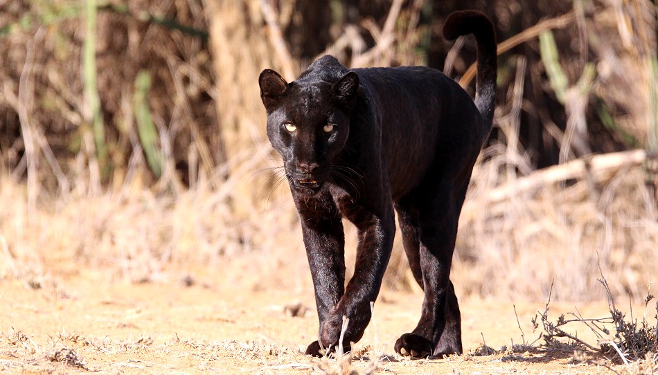 Giza, Black Leopard