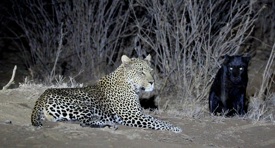 Giza, schwarzer Leopard