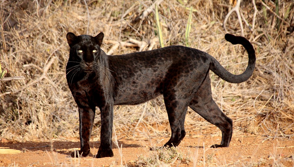 Giza, Black Leopard