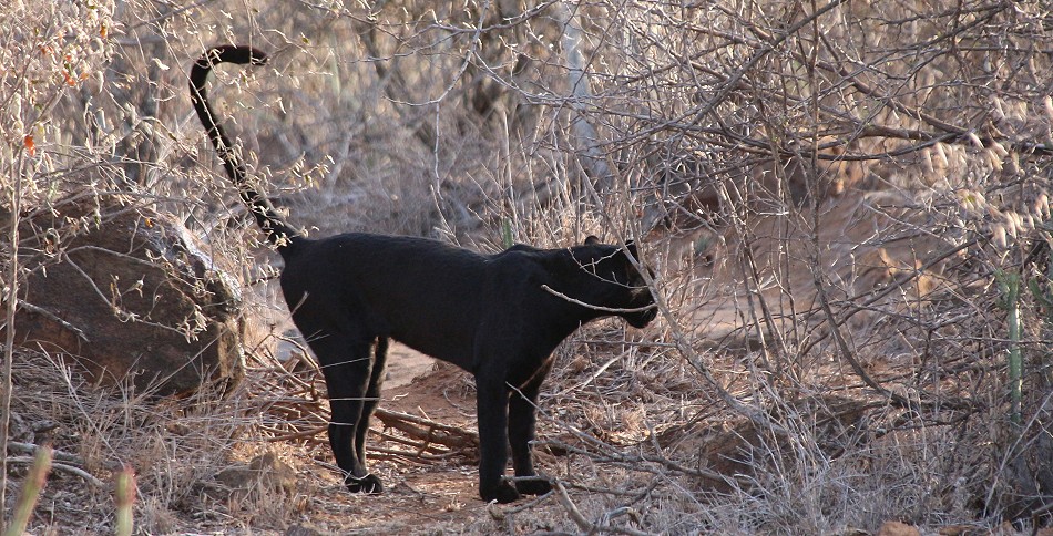 Dunkle Schönheit - Giza Marembo, Laikipia
