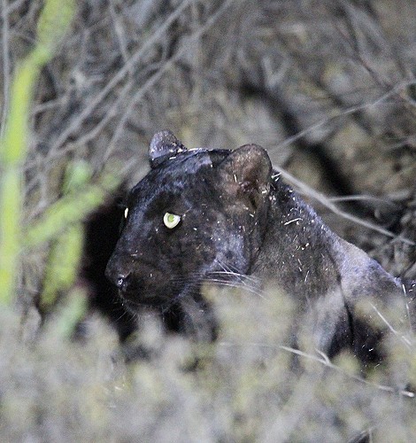 schwarze Leopardin Giza