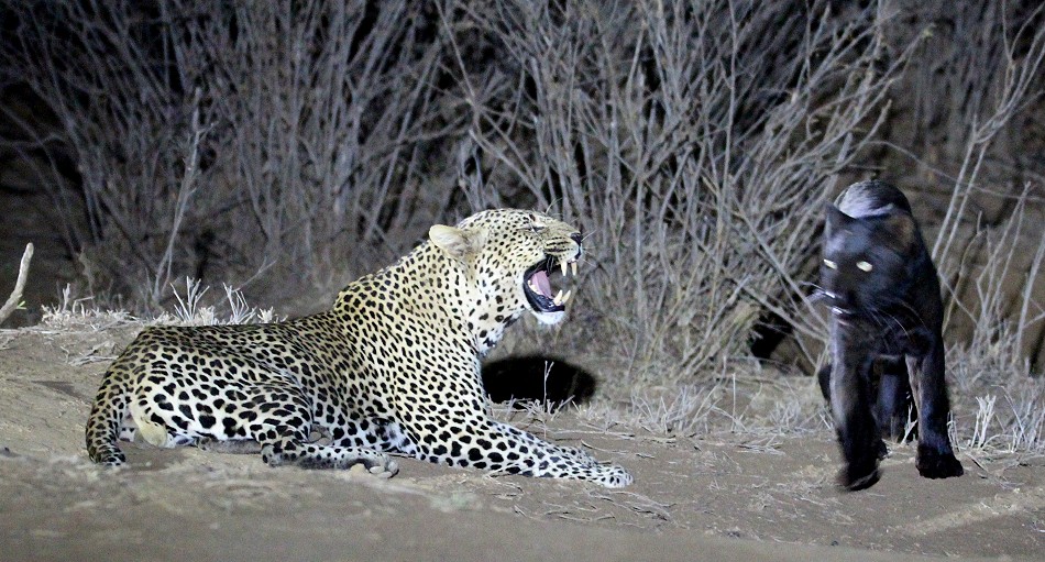 Giza, schwarzer Leopard