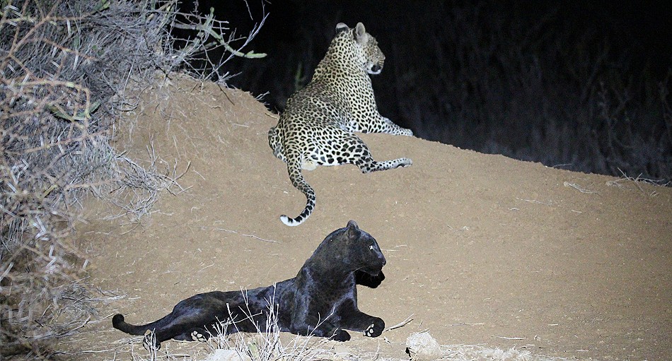 schwarze Leopardin Giza
