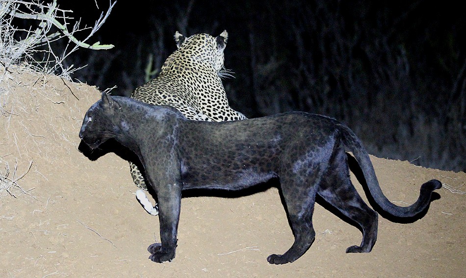 schwarze Leopardin Giza