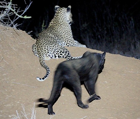 schwarze Leopardin Giza