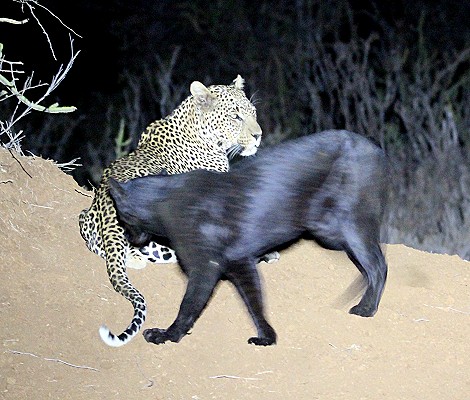 schwarze Leopardin Giza