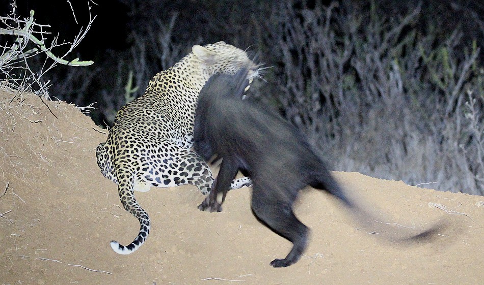 schwarze Leopardin Giza