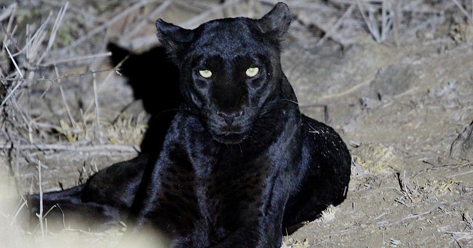 schwarze Leopardin Giza