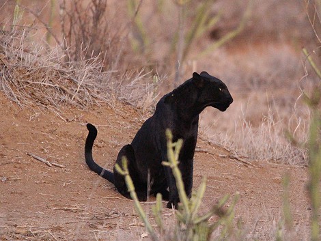 Giza, schwarzer Leopard