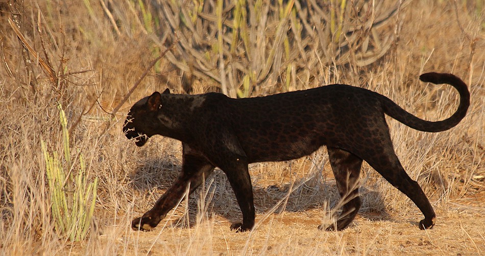 Giza, schwarzer Leopard