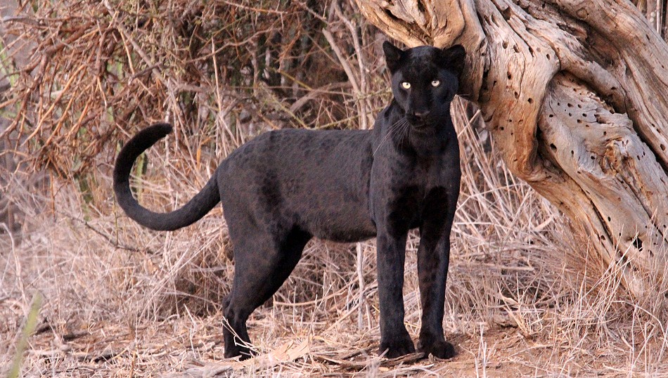 Giza, schwarzer Leopard