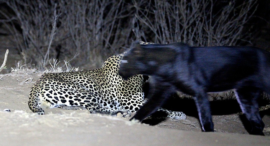 Giza, schwarzer Leopard