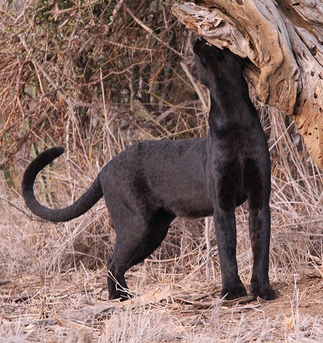Giza, schwarzer Leopard