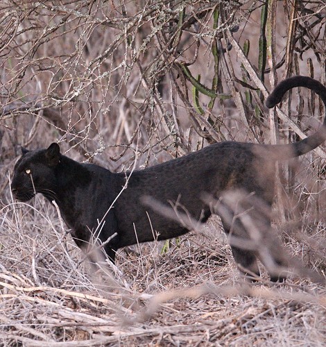 Giza, schwarzer Leopard