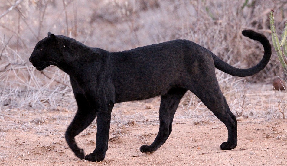 Giza, schwarzer Leopard