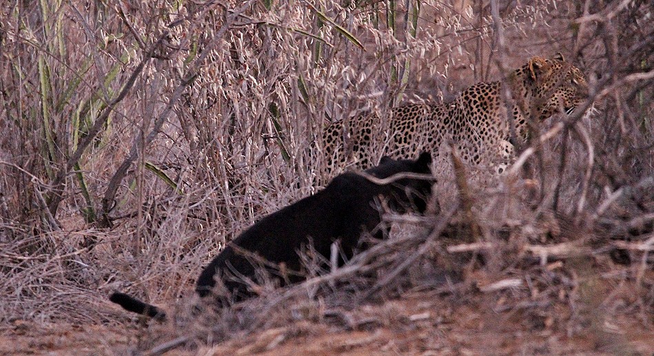 Giza, schwarzer Leopard