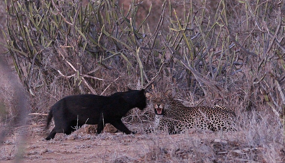 Giza, schwarzer Leopard