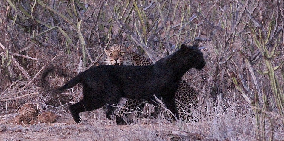 Giza, schwarzer Leopard