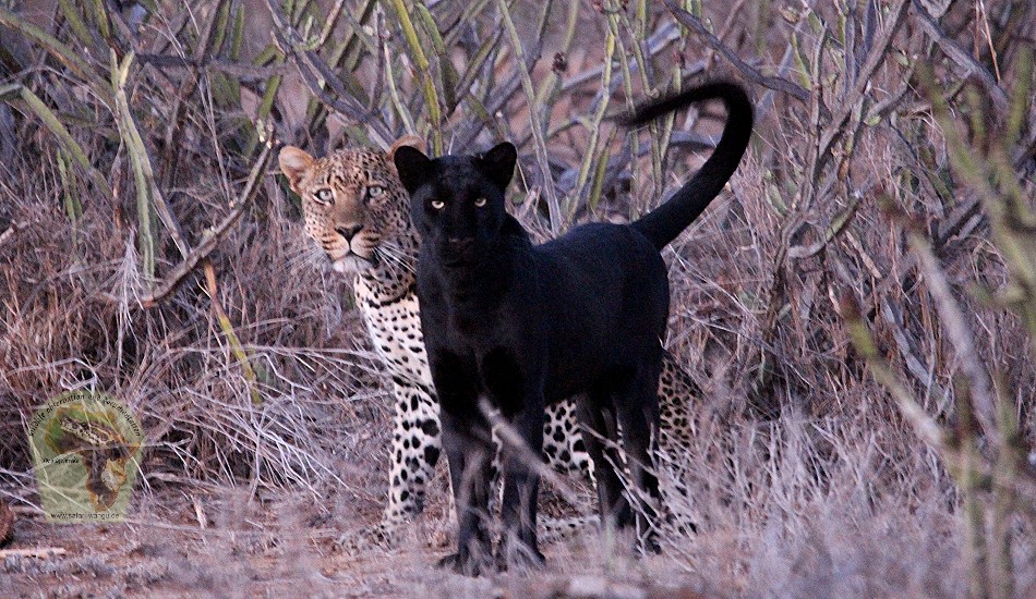 Giza, schwarzer Leopard