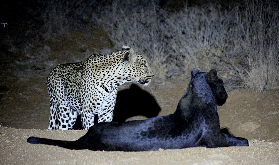 Giza, schwarzer Leopard