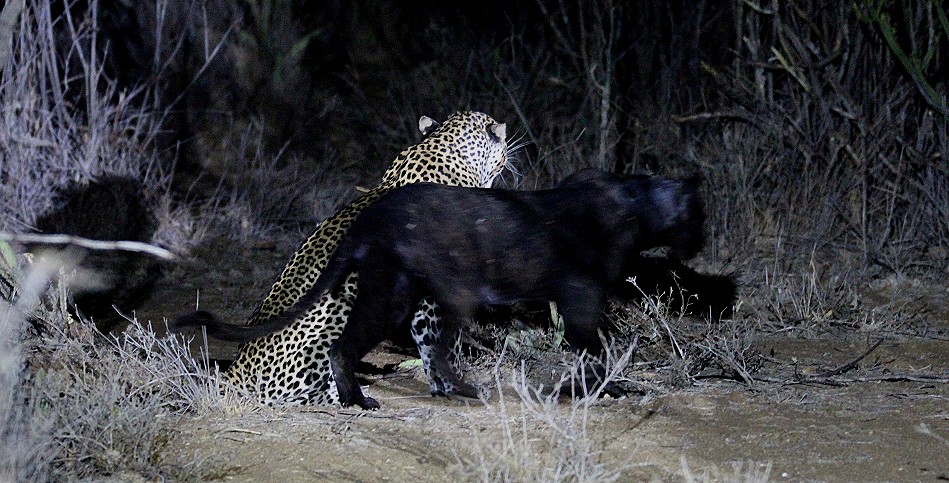 Giza, schwarzer Leopard