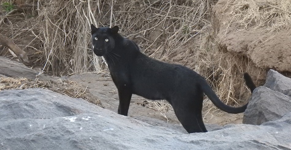 schwarze Leopardin Giza