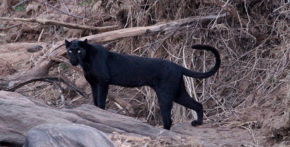 schwarze Leopardin Giza
