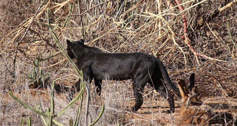 Laikipia, schwarzer Leopard Giza