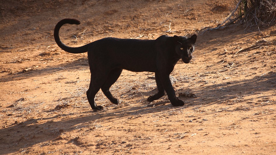 Laikipia, schwarzer Leopard Giza