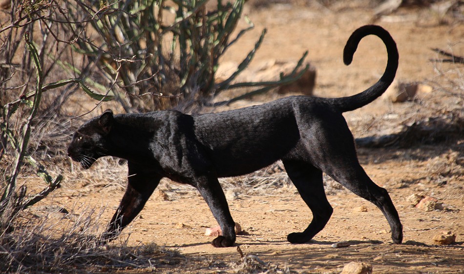 Laikipia, schwarzer Leopard Giza