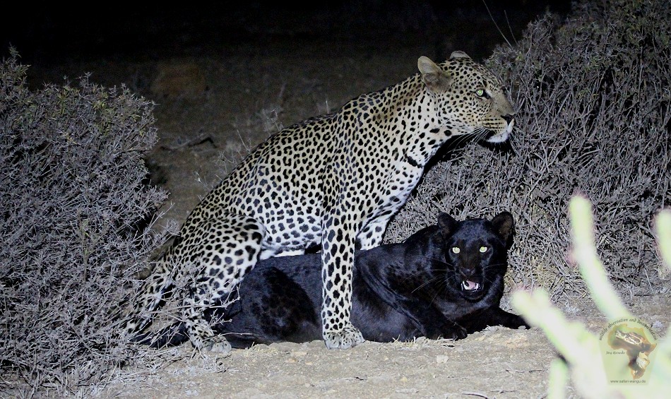 Erste Beobachtete Paarung eines schwarzen Leoparden in Kenya!
