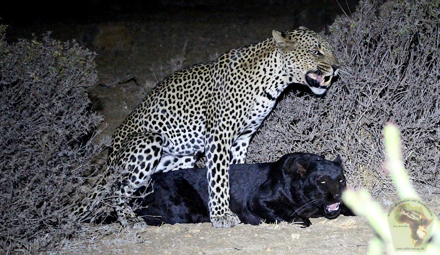 Erste Beobachtete Paarung eines schwarzen Leoparden in Kenya!