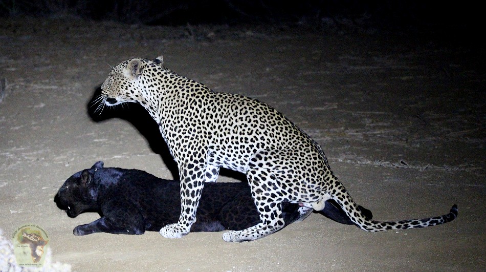Erste Beobachtete Paarung eines schwarzen Leoparden in Kenya!