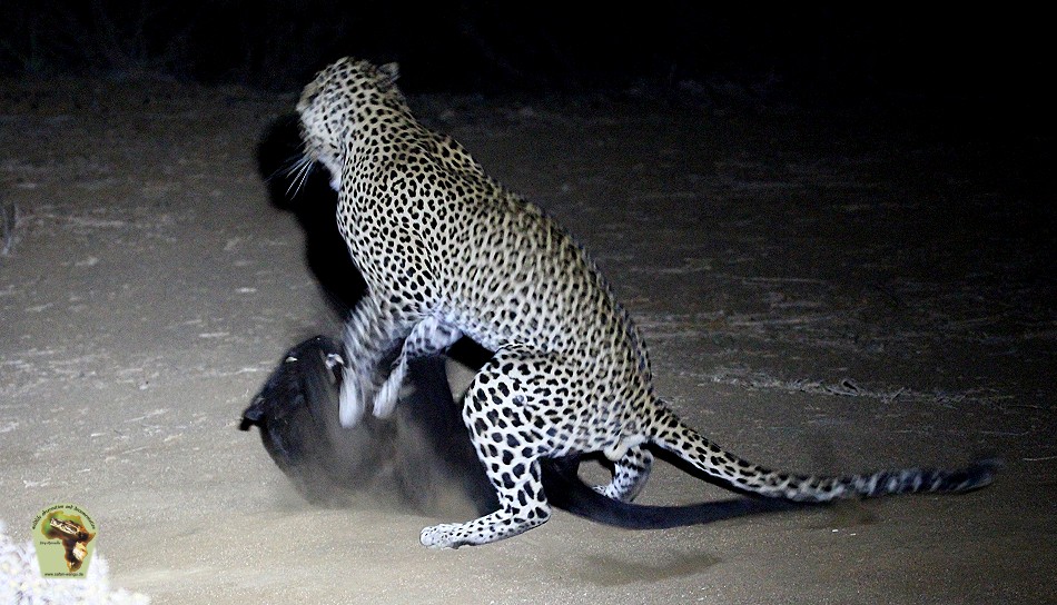 Erste Beobachtete Paarung eines schwarzen Leoparden in Kenya!