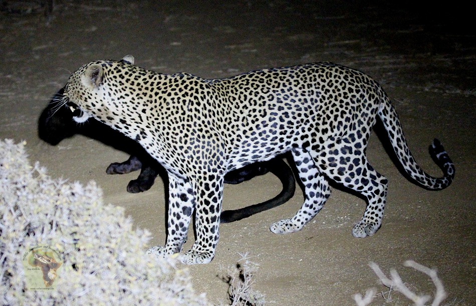 Erste Beobachtete Paarung eines schwarzen Leoparden in Kenya!