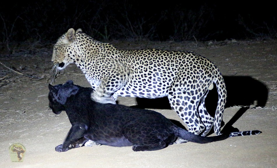 Erste Beobachtete Paarung eines schwarzen Leoparden in Kenya!