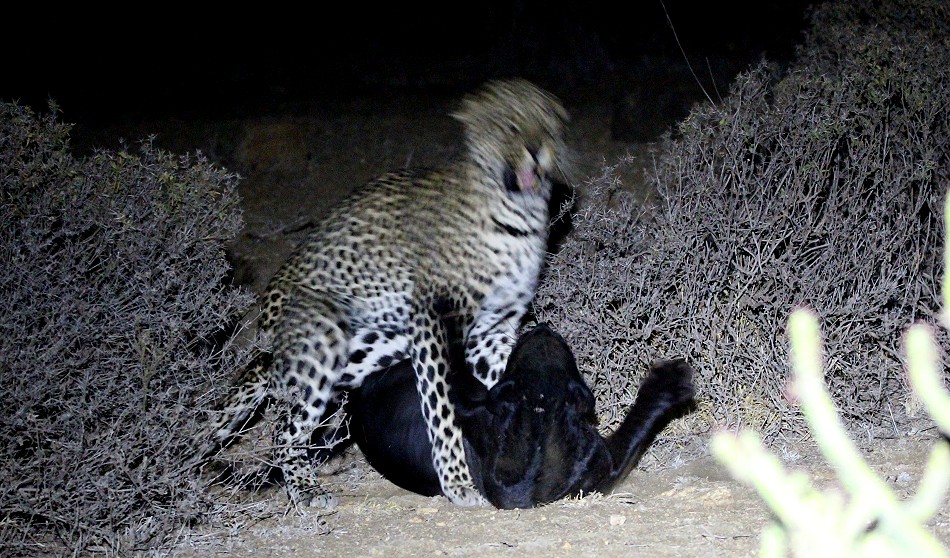 Erste Beobachtete Paarung eines schwarzen Leoparden in Kenya!