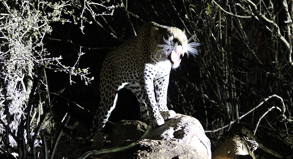 Leopard, Männchen, Laikipia