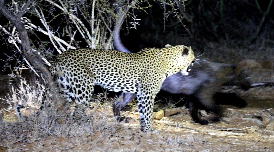 Leopard, Männchen, Laikipia