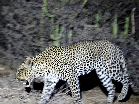 Leopard, Männchen, Laikipia