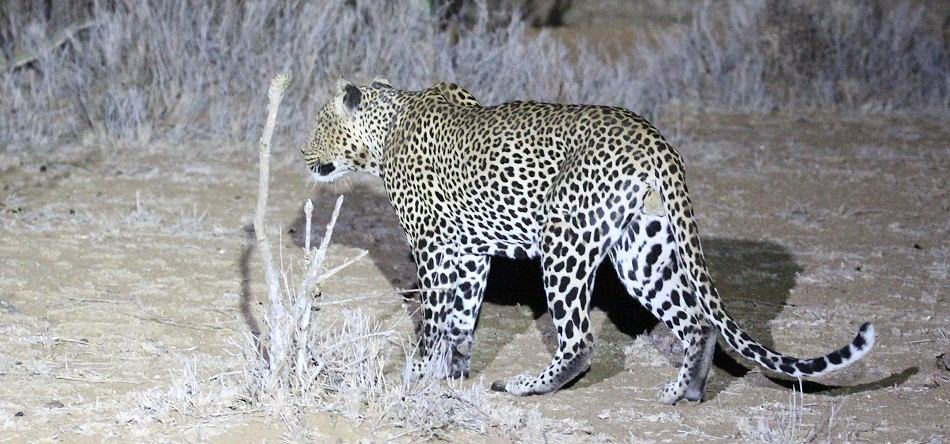 Leopard, Männchen, Laikipia